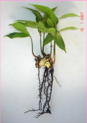 Esse tipo de semente resulta em plântulas anormais, como se pode observar na figura 2 (SANTOS; PINHEIRO, 2015). Figura 2: Plântulas de manga monoembriônica (à esquerda) e poliembriônica (à direita).