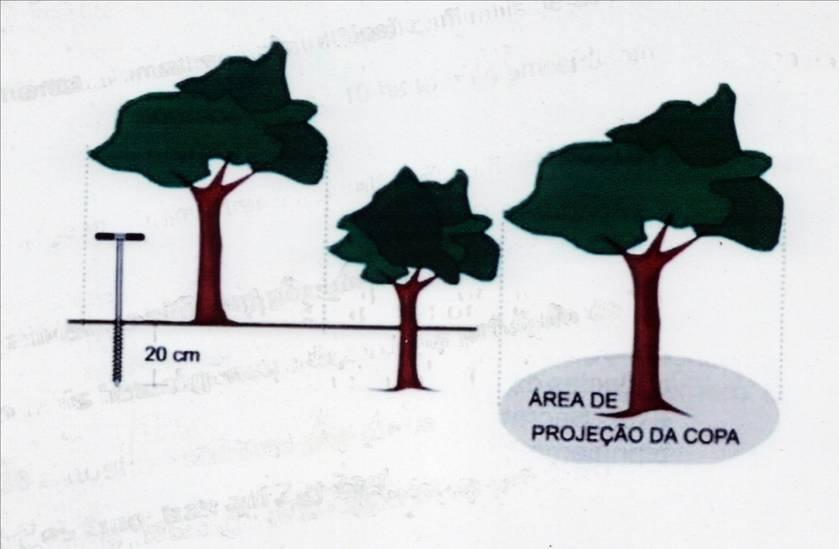 AMOSTRAGEM DE PLANTAS PERENES 23 ÉPOCA DE AMOSTRAGEM - Idealmente deve ser realizada antes do plantio Motivos: