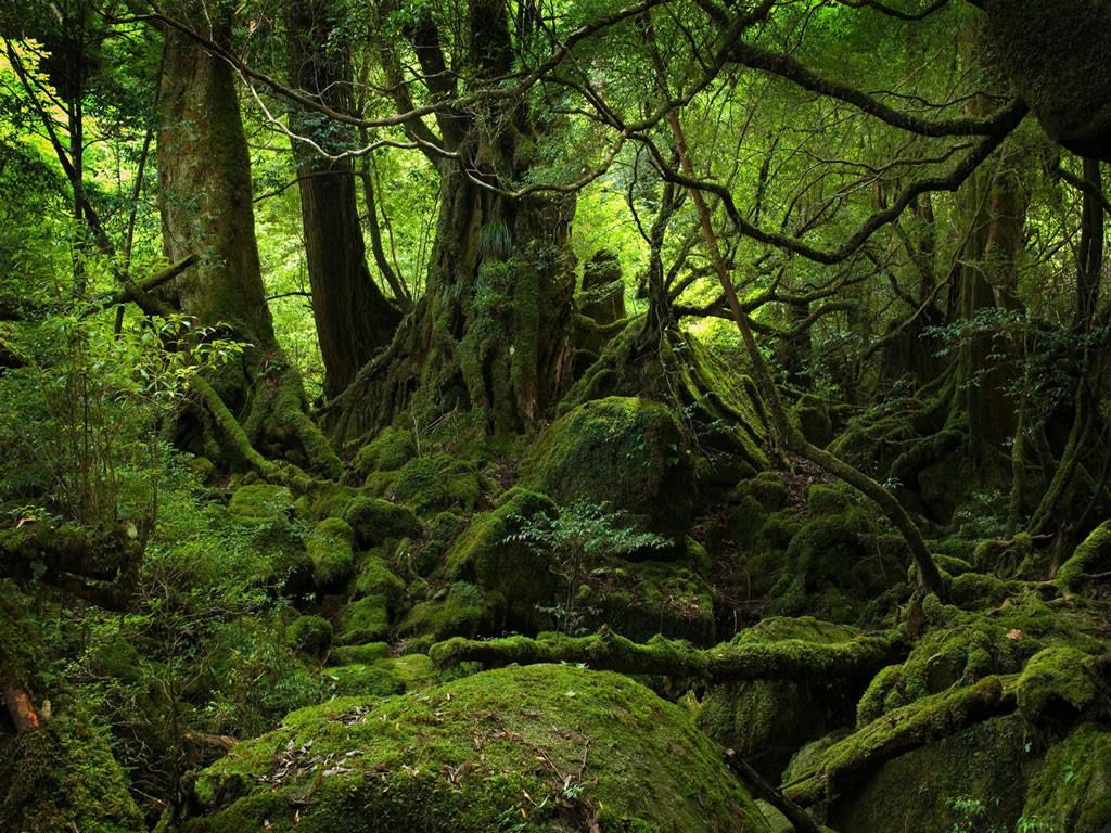 Ecologia Florestas: Florestas Tropicais Úmidas Florestas de Terras Baixas