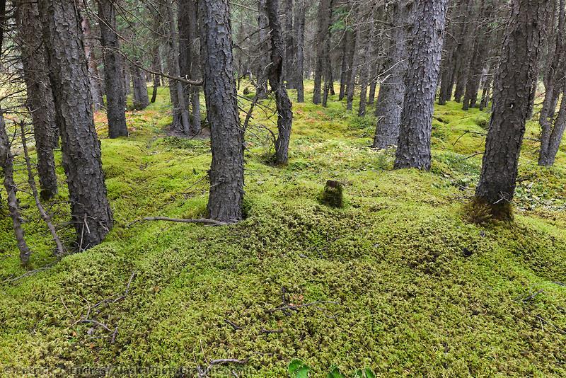 Curiosidades Aproximadamente 1% da superfície da terra é