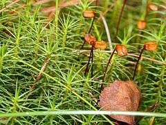 Polytrichum commune Leucobryum