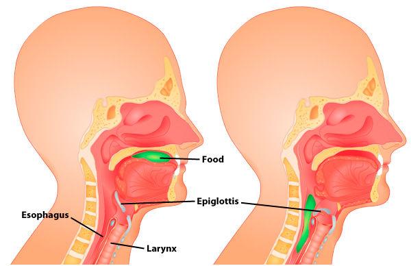 Músculos da faringe (parte de trás da boca), palato (céu da boca) e por fim do esófago.