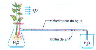 Método do Potômetro O potômetro é um recipiente cheio de água em que é colocado um ramo com folhas, passando-o por uma tampa vedada.