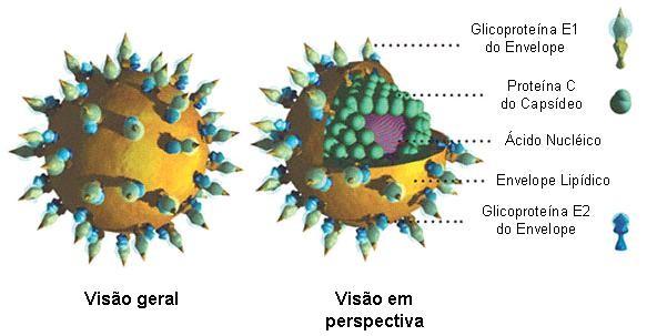 16 O vírus da hepatite C (Figura 1) é um vírus envelopado cujo genoma é protegido por um nucleocapsídeo interno, sendo o diâmetro da partícula viral de 30 a 60 nm.