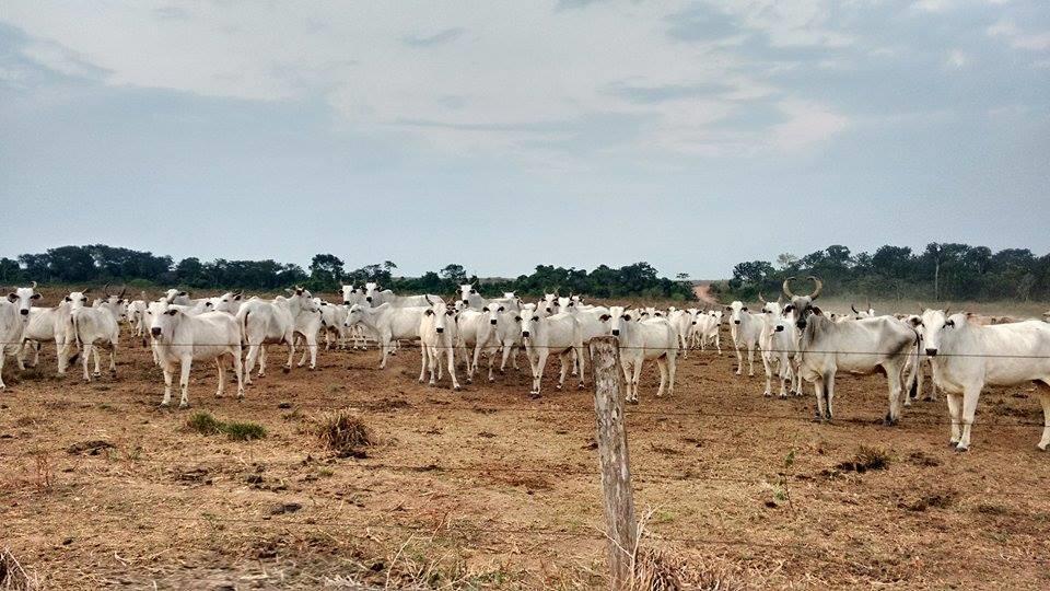 27 Visita Técnica Fazenda em Colíder MT No mês de setembro, entre os dias 15 e 21, foi realizada a visita na Fazenda em Colíder, MT.