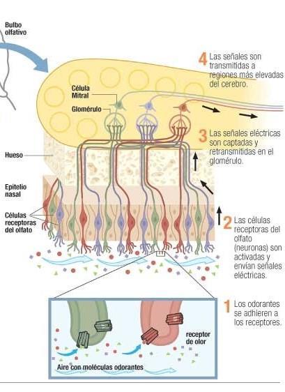 Essa organização topográfica se mantem nos