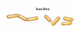 Bacilos: forma de