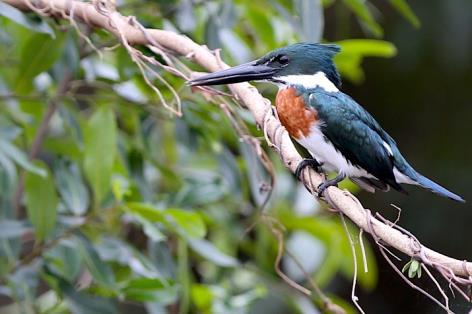 jpg Martim-pescador-verde Amazon Kingfisher