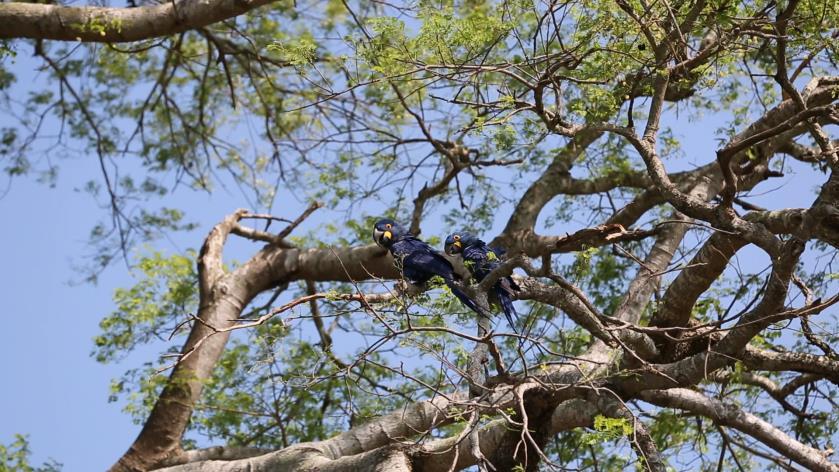 Arara-azul-grande Hyacinth Macaw Anodorhynchus