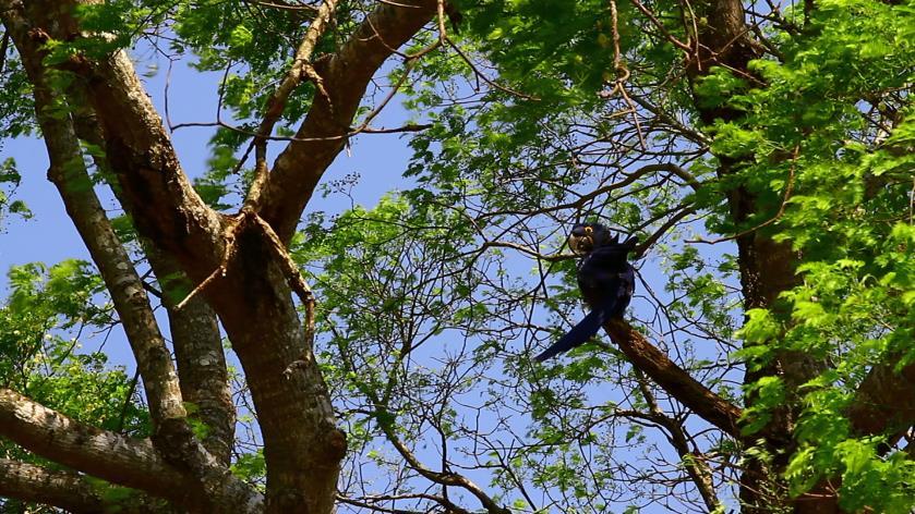 Arara-azul-grande Hyacinth Macaw Anodorhynchus hyacinthinus