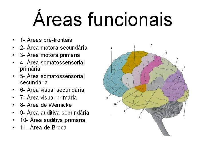 Áreas Funcionais - 3 Tipos Áreas Motoras