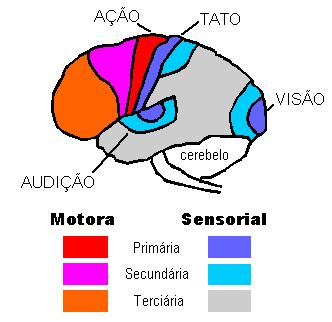 Áreas Sensitivas (Das estruturas