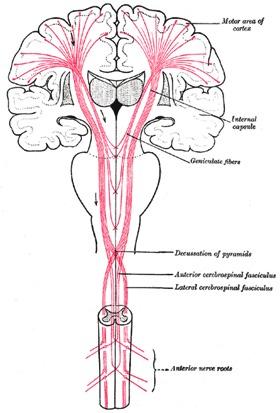 Áreas Motoras Vias corticoespinhais descem através medula espinhal e do tronco cerebral Sinais através dos Axônios dos neurônios motores são enviados para