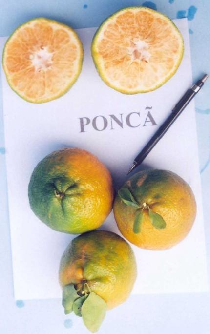 14 Comportamento de Citros no Amazonas Tangerina Poncã (Citrus reticulata Blanco) Árvore de porte alto, com copa ereta, produção média de 800 frutos/planta, apresentando alternância de produção.