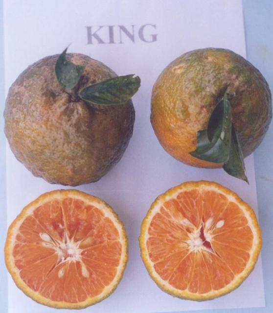 Comportamento de Citros no Amazonas 19 Tangerina King (Citrus nobilis Lour.) Árvore de porte alto, com ramos ortotrópicos e copa densa.