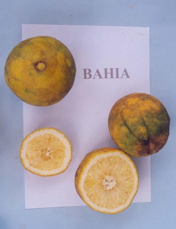 Comportamento de Citros no Amazonas 25 Laranja Bahia (Citrus sinensis Osbeck) Árvore de porte grande, copa densa e arredondada, folhagem abundante e produção muito boa, porém seus frutos, apesar de