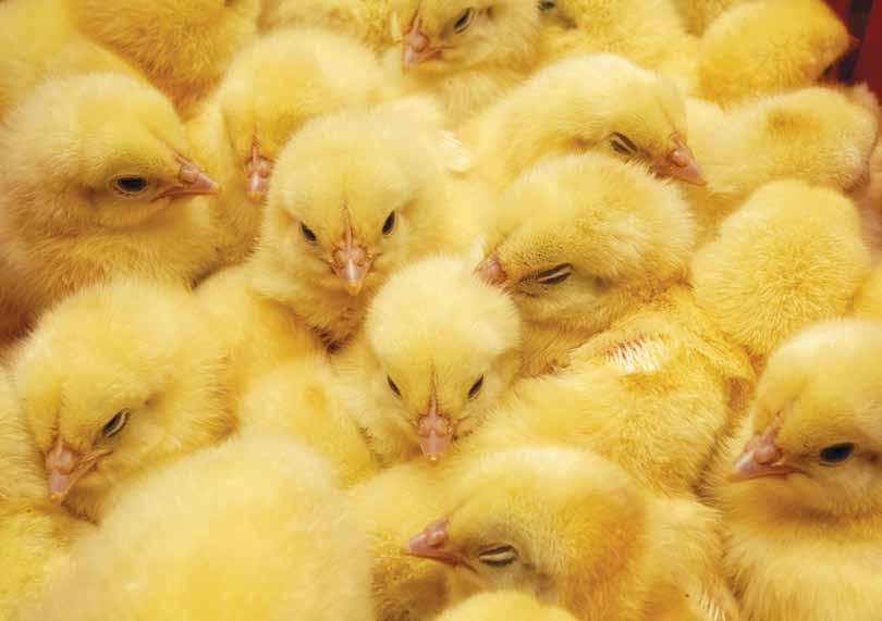 Artigo Prática de vacinação contra BIG nos incubatórios é necessária, devido à circulação viral que ocorre nas diferentes regiões do Brasil Bronquite Infecciosa das Aves Principal doença avícola do