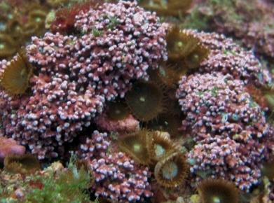 Importância algas coralináceas Fonte de calcário e