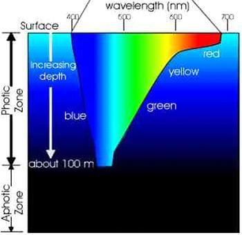 ) rhodon (grego) = rosa + phyton (grego) =