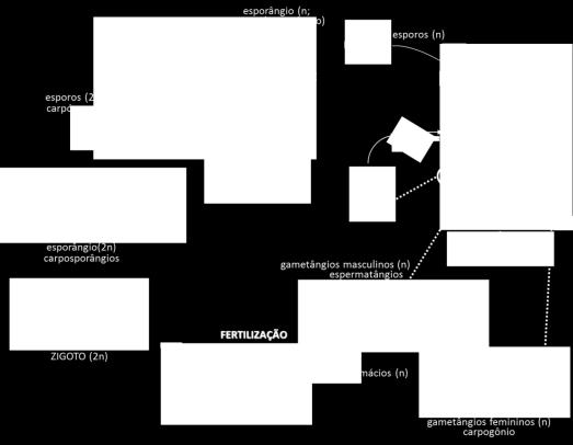 oosfera (n) (porção basal do carpogônio com núcleo) célula auxiliar núcleo do ZIGOTO (2n) ramo