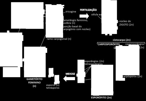 GAMETÓFITO FEMININO (n) esporos (n) tetrásporos MEIOSE esporângios (2n) tetrasporângios pericarpo (n)