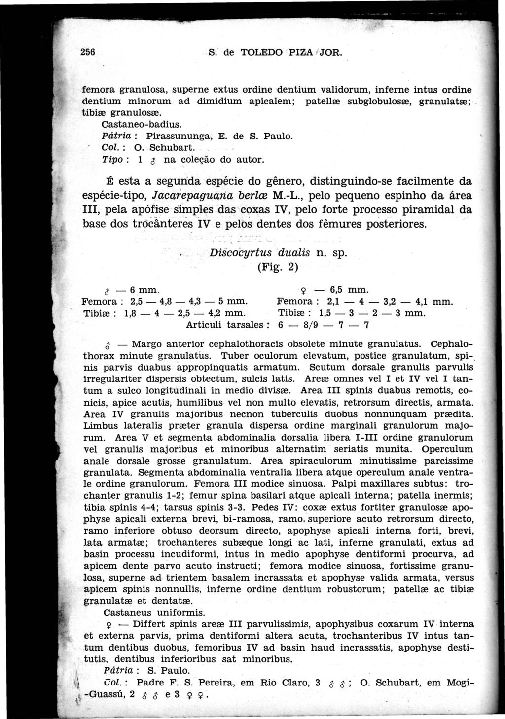 256.s: de TOLEDO. PIZíA I JOR. femora granulosa, superne extus ordine dentium validorum, inferne intus ordine dentium minorum ad dimidium apicalem; patelhe subglobulosre, granulatre;.