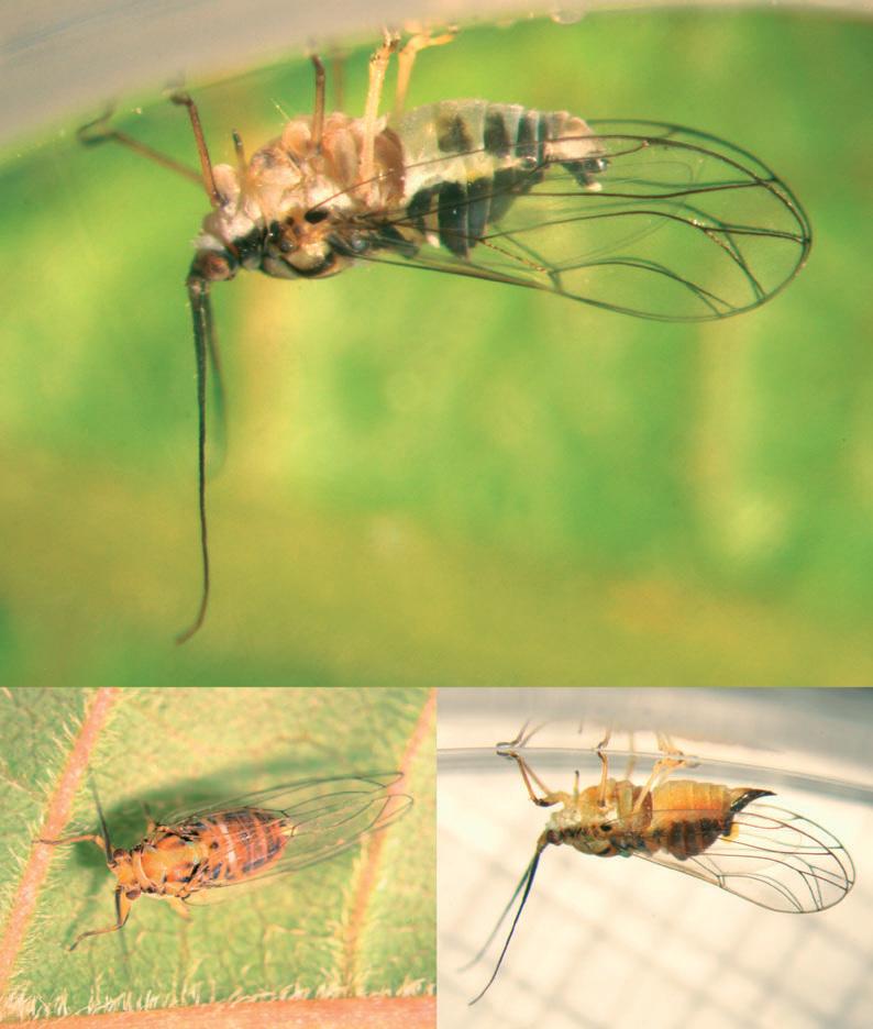 2 Psilídeos no Brasil: 8 - Mastigimas anjosi (Hemiptera, Psylloidea), nova praga da Toona ciliata no Brasil cedrelae, Mastigimas ernstii, Mastigimas peruanus e Mastigimas schwarzi).