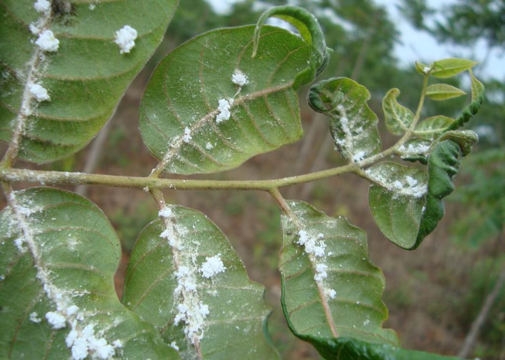 4 Psilídeos no Brasil: 8 - Mastigimas anjosi (Hemiptera, Psylloidea), nova praga da Toona ciliata no Brasil um gênero indo-australiano de árvores (MUELLNER et al., 2010). M. cedrelae foi relatada danificando C.