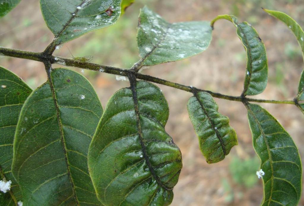 Ao contrário da deiscência natural da planta, o ataque do psilídeo provoca a queda prematura dos folíolos do ápice para a base da folha e da planta (Figura 14).