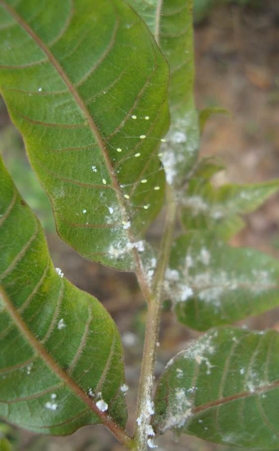 6 Psilídeos no Brasil: 8 - Mastigimas anjosi (Hemiptera, Psylloidea), nova praga da Toona ciliata no Brasil Surtos sucessivos de M. anjosi têm sido observados em várias plantações de T.