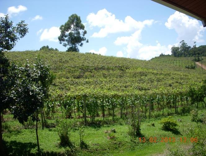 Propriedade: 31 hectares parte herdada e parte foi adquirida do irmão; Utiliza 6 há com cultivos e benfeitorias e 25 há vegetação nativa preservada Produção: 3 ha de uva 1,5 ha de mirtilo Orgânico