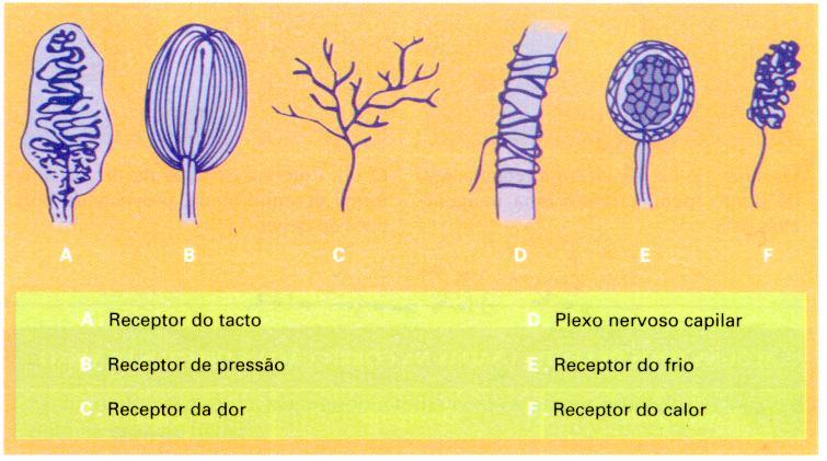 A dor é a única sensação que necessariamente origina uma resposta, física ou emocional, por parte do organismo.