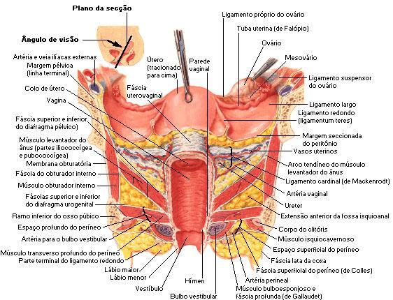 4 ramificação posterior pode drenar para os linfonodos ilíacos externos, incluindo os obturadores, e ilíacos; a cadeia lateral média drena para os linfonodos ilíacos externos medianos e interiores,