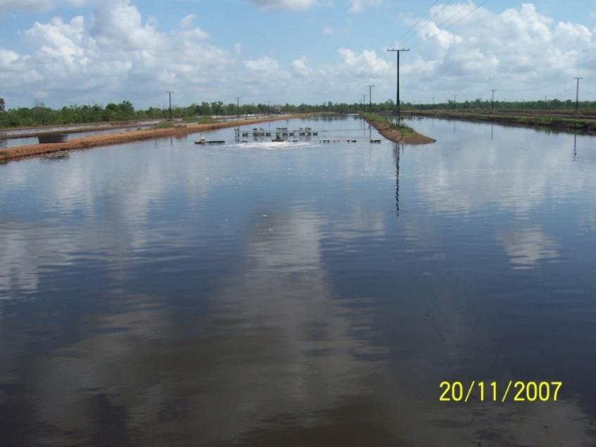 Engorda da barramundi em viveiros: oxigenação e