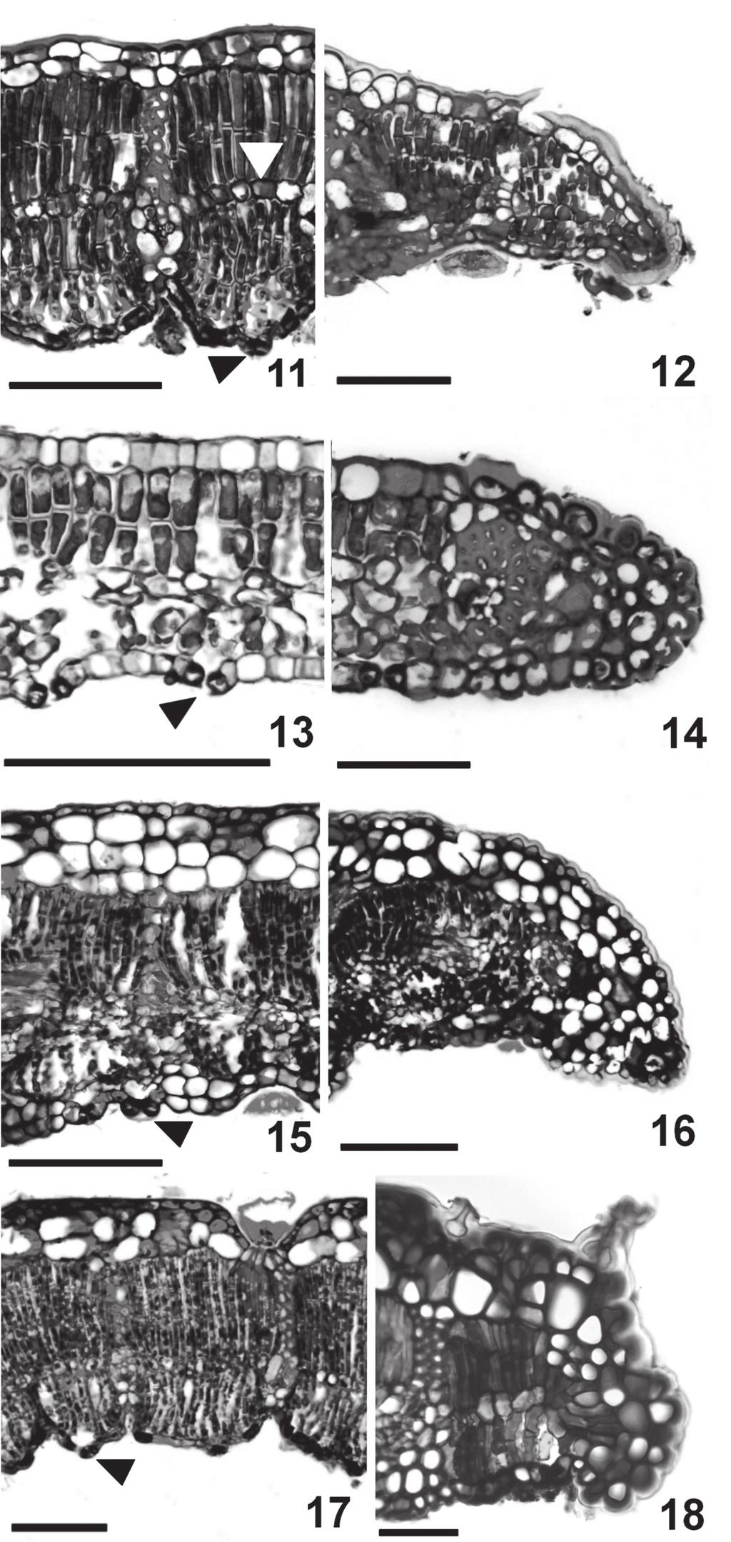 334 Hoehnea 36(2): 329-338, 1 tab., 36 fig., 2009 Figuras 11-18. Fotomicrografias de seções transversais da lâmina foliar de espécies de Handroanthus. 11-12. H. chrysotrichus. 11. Mesofilo isolateral.