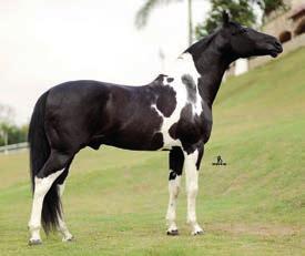 prioridades a seleção de animais de pelagens.