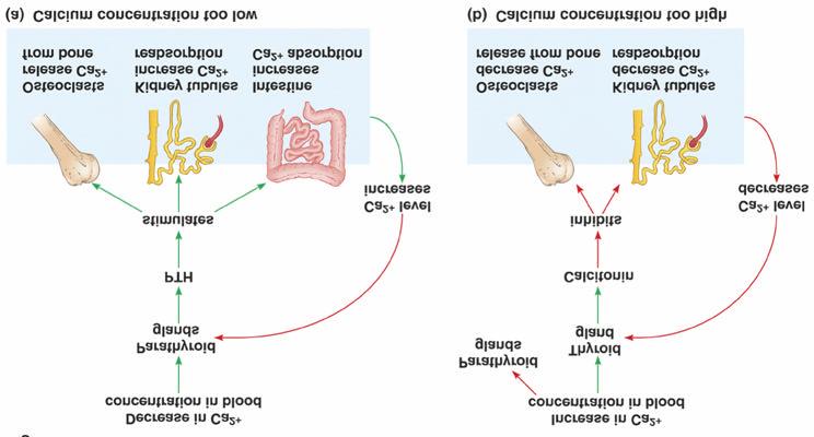 Glândula Paratireóide: PTH Reducao da concentracao de Ca ++ no sangue Aumento da concentracao de Ca ++ no sangue Paratireoide Paratireoide Tireoide Calcitonina Estimulo Aumento dos niveis de Ca ++ no