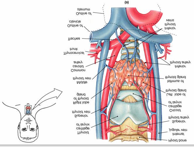 Tireoide 4/19/2007