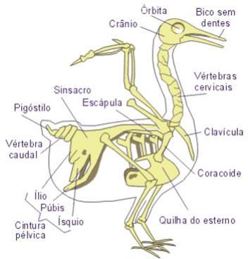 comunicam com os sacos aéreos.