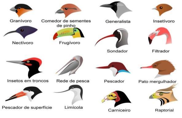 O tipo de alimento varia com a espécie: sementes, frutas, néctar, insetos ou vertebrados, outras aves, e restos de