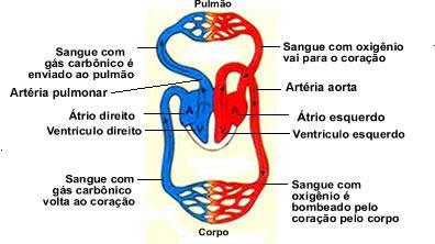 Essa característica está ligada às adaptações do organismo ao voo e a