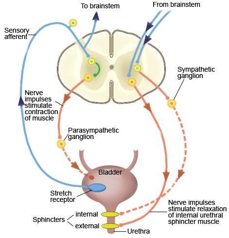 contracção vesical (músculo detrusor) e o relaxamento tanto esfincteriano como do músculo elevador do anus, permitindo uma inversão das pressões entre a bexiga e a uretra.