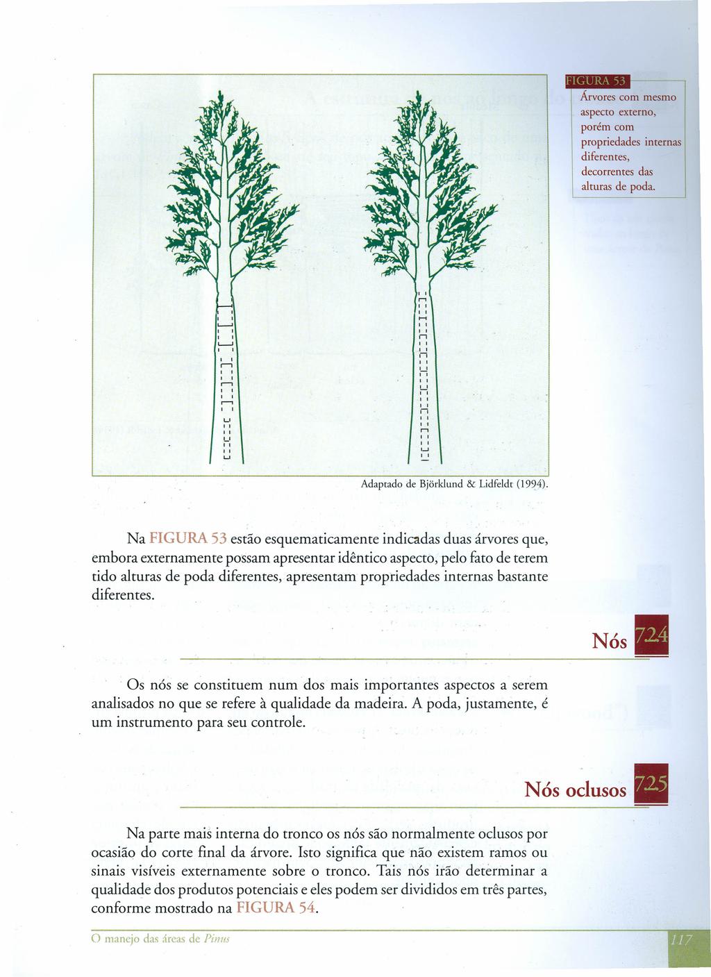 Árvores com mesmo 1 aspecto externo, porém com propriedades internas diferentes, decorrentes das alturas de poda. L-- '--' ",..,,..,, '-' " "L' " "W,.