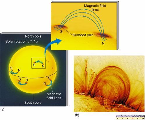Campo magnético e a rotação diferencial Como no equador a velocidade de rotação é maior que nos pólos, as linhas do campo magnético se enrolam com a rotação,