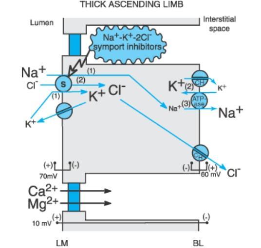 Os diuréticos de ansa, atuando a nível da membrana luminal da porção espessa do ramo ascendente da ansa de Henle, são capazes de inibir o cotransporte Na + -K + -2Cl - e bloquear todo o processo de