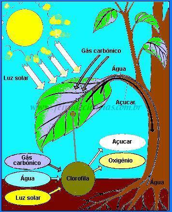 Fotossíntese Conversão de energia luminosa em energia biológica, produzindo carboidratos. Ocorre em cloroplastos (estruturas celulares que contêm clorofila).