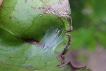 Ovo Larva Pupa Adulto 5-21 d 9-40 d 5 26 d 15 d Ciclo de Vida (19-87