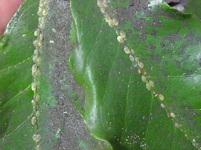 ASPECTOS BIOECOLÓGICOS Cochonilha Verde (Gallo et al.