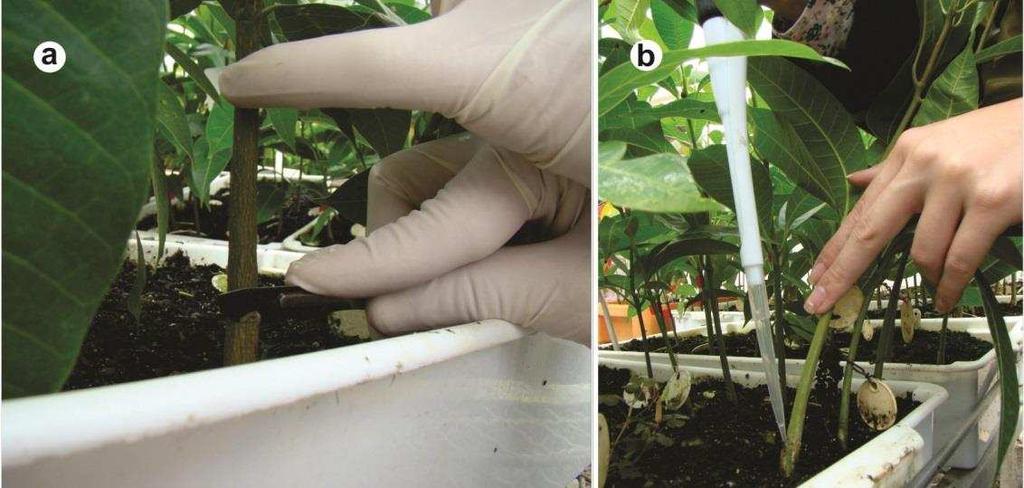 Figura 2. Método de inoculação de mudas em mangueira; a Incisão superficial no coleto das mudas de mangueira; b Inoculação da suspenção de esporos de Ceratocystis fimbriata. 2.1.4.