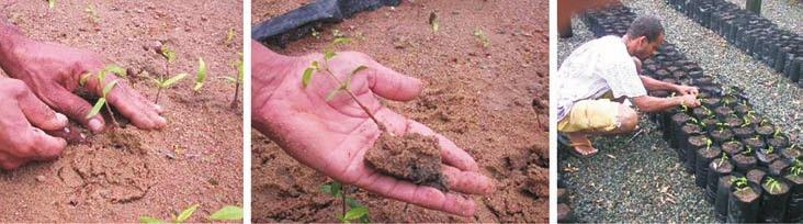 5,0 cm uma da outra. Em seguida, cobre-se com areia e faz-se a irrigação com regadores manuais diariamente para permitir rapidez na germinação das sementes.